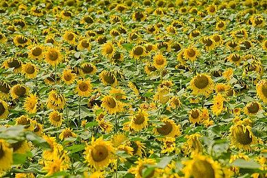 《魔兽世界》怀旧服新服务器 从零开始升级更快